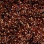 what is red quinoa